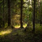 Evening light
