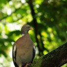 wood pigeon