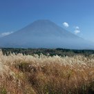 Mt.Fuji and Feather Grass
