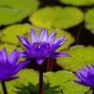 Blue Water Lily