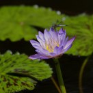 Water Lily with Damsel Fly