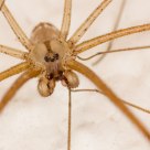Daddy-Long-Legs