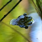 Morning Frog