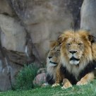 Lion Brothers
