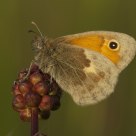 Meadow Brown