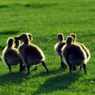 Geese