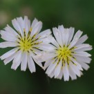 White Flowers