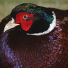 Faisan Bird