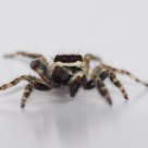 Jumping Spider