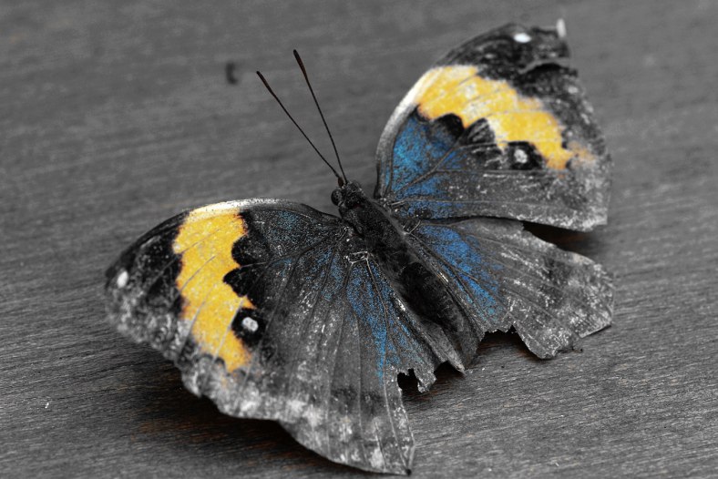 Butterfly