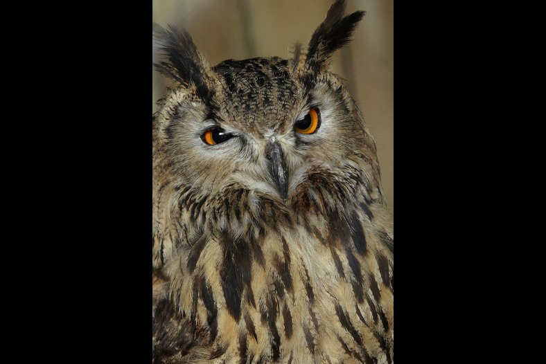 Owl