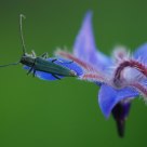 Borago officinalis (Borage-Borragine)