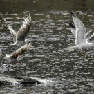 Seagulls in flight.
