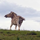 Running Zebra