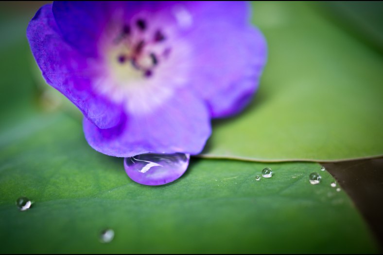 Purple Drop
