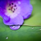 Purple Drop