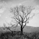 Dead Tree Monument