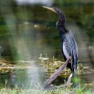 Anhinga