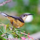   Eastern Spinebill