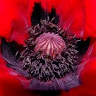 Inside the papaver