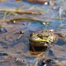 Frog again