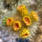Cholla Cactus