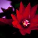 Epiphyllum