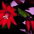 Epiphyllum
