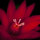 Epiphyllum