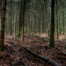 deep in the forest