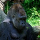 Gorillamydreemz