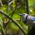 Blue Jay