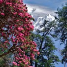 Rhododendron in Bloom