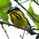 Magnolia Warbler