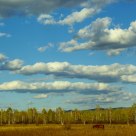Horse under sky