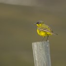 Emberiza citrinella,Gulspurv