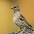 The House Sparrow (Passer domesticus)