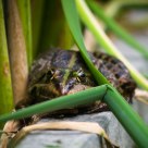 Green toad
