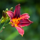 Helios 44k-4 meets flower