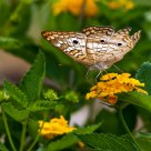 Living Flower
