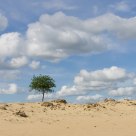 dutch desert 