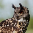 Portrait of an eagle owl