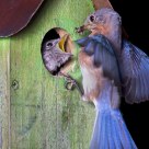 Bluebird Feeding the Kids