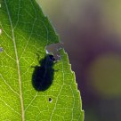 beetle