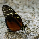 Farfallina