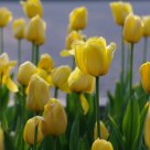 Yellow Tulip