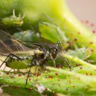 Aphid