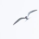 Common Tern