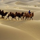 Camels