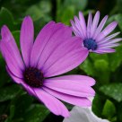 Purple Double